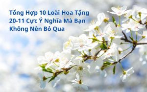 hoa tặng 20 11